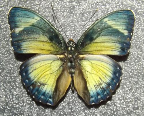 Euphaedra sp.